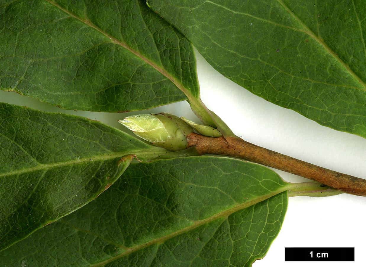 High resolution image: Family: Theaceae - Genus: Stewartia - Taxon: sinensis - SpeciesSub: var. acutisepala